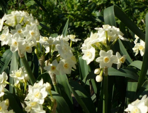 Honoring the Passing of Wendell Berry