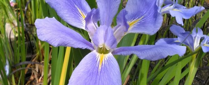 Louisiana Iris, photo by Glenda Taylor, Earthsprings Retreat Center CC 2.0